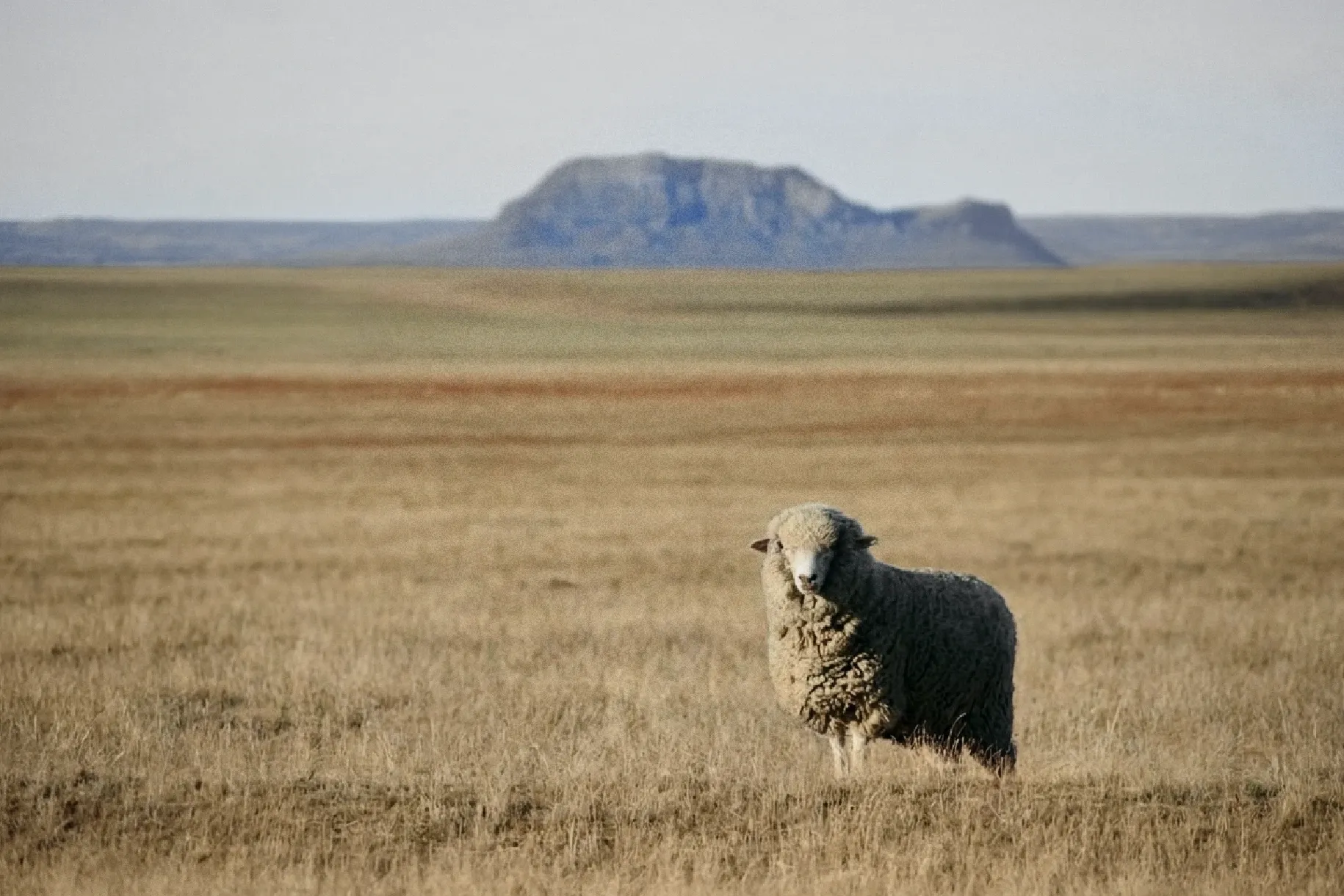 A lone merino sheep in full fleece on golden grassland, a flat-topped mesa on the horizon