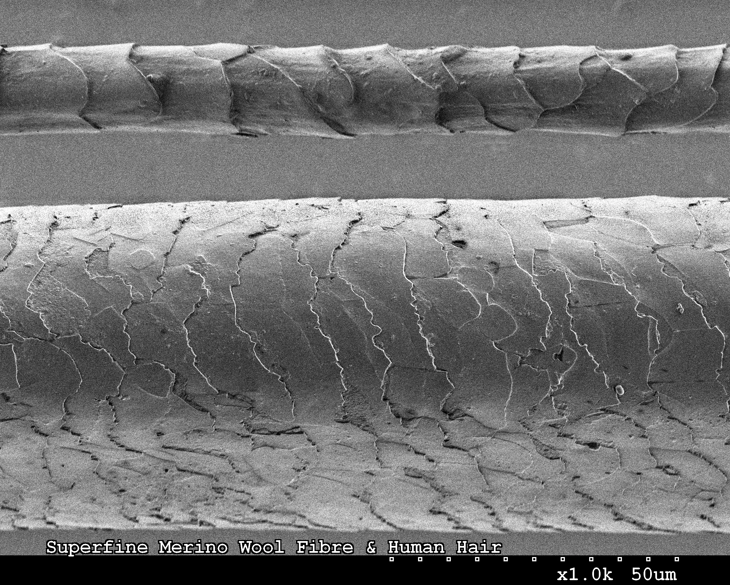 Electron microscope image of a superfine Merino wool fibre above a much thicker human hair